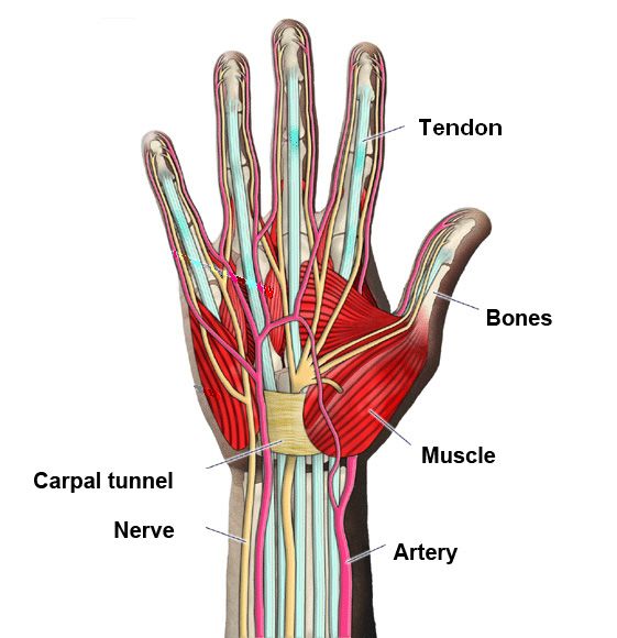 rotation anatomy hand